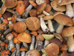 Картинка еда грибы грибные блюда