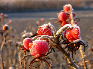 обоя природа, Ягоды