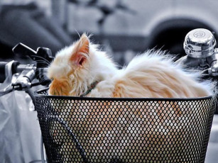 Картинка животные коты