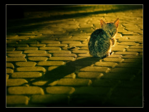 Картинка животные коты