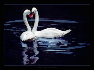 Картинка животные лебеди