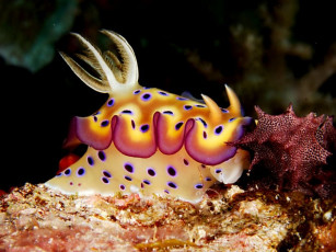 Картинка животные морская фауна