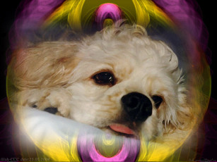 Картинка животные собаки