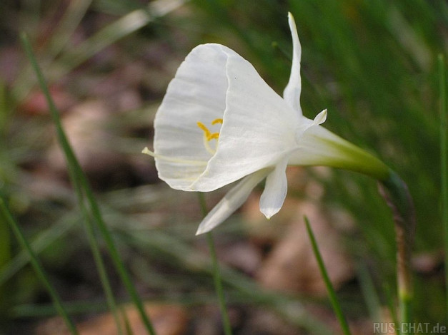 Обои картинки фото цветы