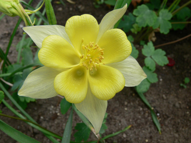 Обои картинки фото цветы, аквилегия, водосбор