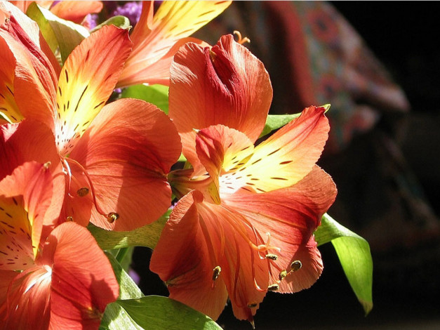 Обои картинки фото цветы, альстромерия