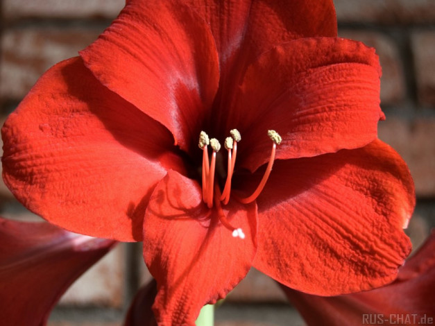 Обои картинки фото цветы, амариллисы, гиппеаструмы