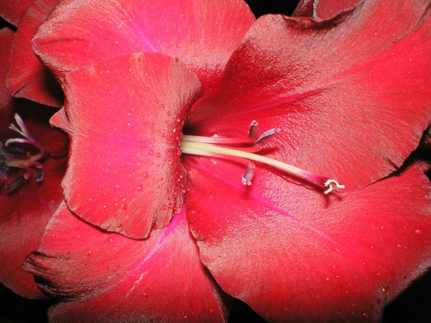 Обои картинки фото цветы, амариллисы, гиппеаструмы