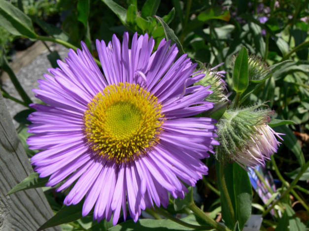 Обои картинки фото цветы, астры