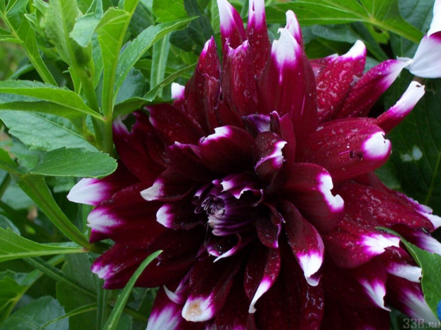 Обои картинки фото цветы, георгины