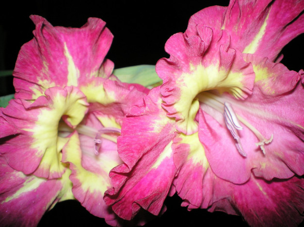 Обои картинки фото цветы, гладиолусы