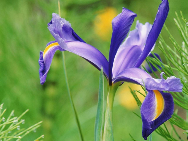 Обои картинки фото цветы, ирисы