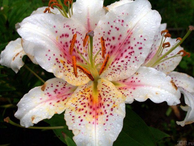 Обои картинки фото цветы, лилии, лилейники