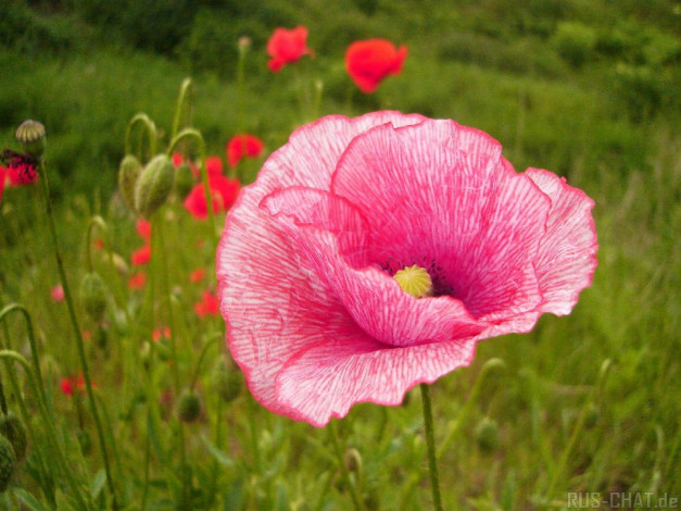 Обои картинки фото цветы, маки