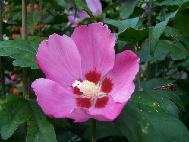 Обои картинки фото цветы, мальвы