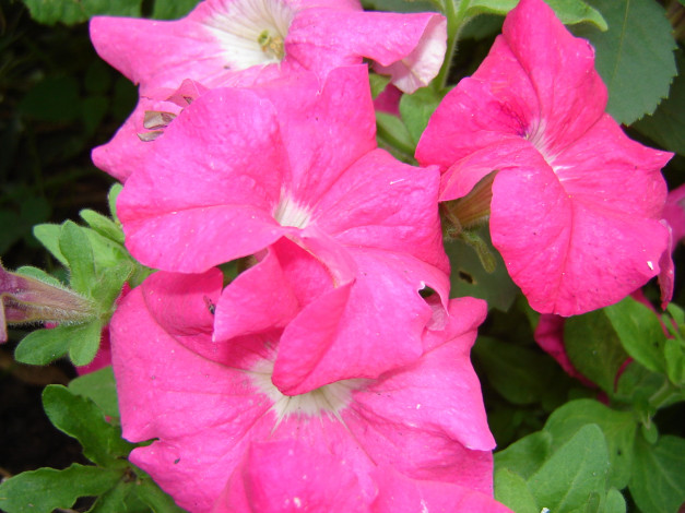 Обои картинки фото цветы, петунии, калибрахоа