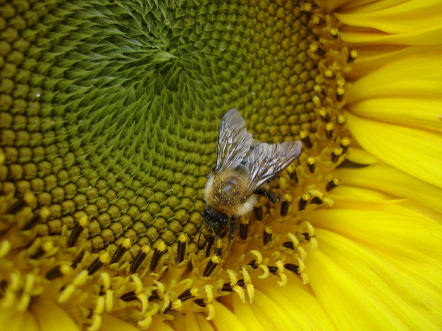 Обои картинки фото цветы, подсолнухи