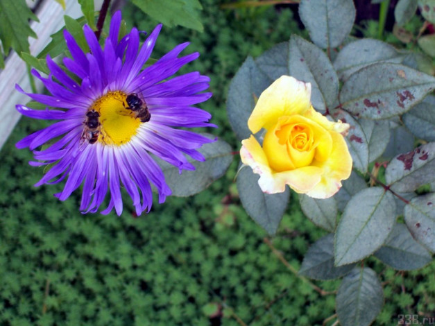 Обои картинки фото цветы, разные, вместе