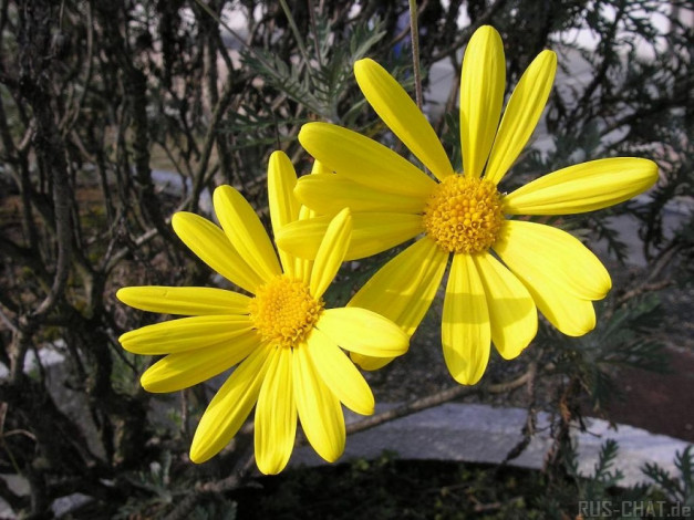 Обои картинки фото цветы, ромашки