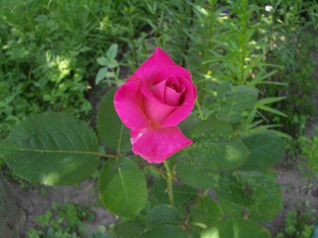 Обои картинки фото цветы, розы