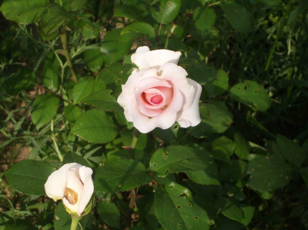 Обои картинки фото цветы, розы