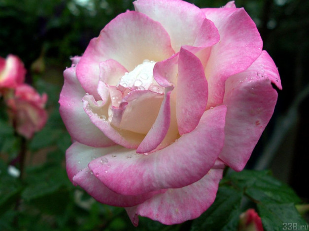 Обои картинки фото цветы, розы