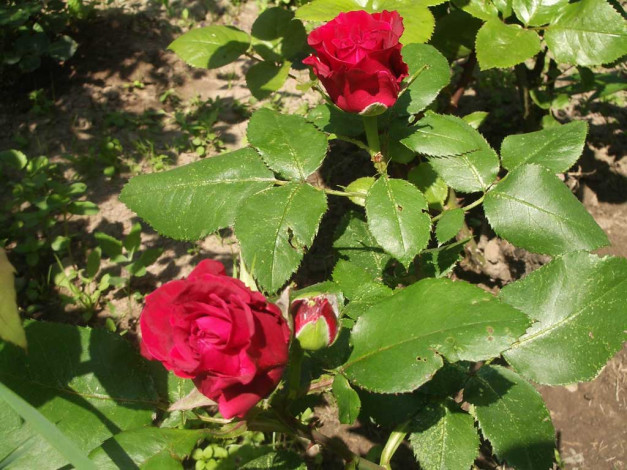 Обои картинки фото цветы, розы