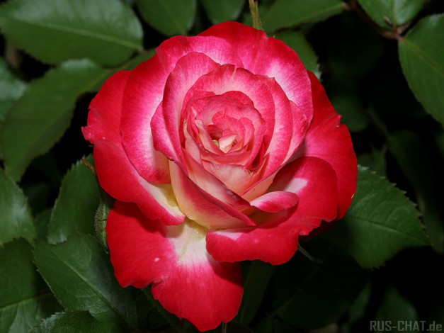 Обои картинки фото цветы, розы