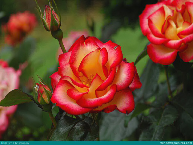 Обои картинки фото цветы, розы