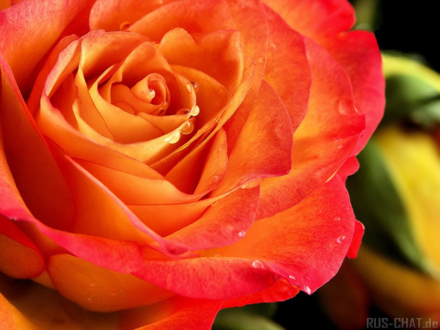 Обои картинки фото цветы, розы