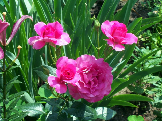 Обои картинки фото цветы, розы