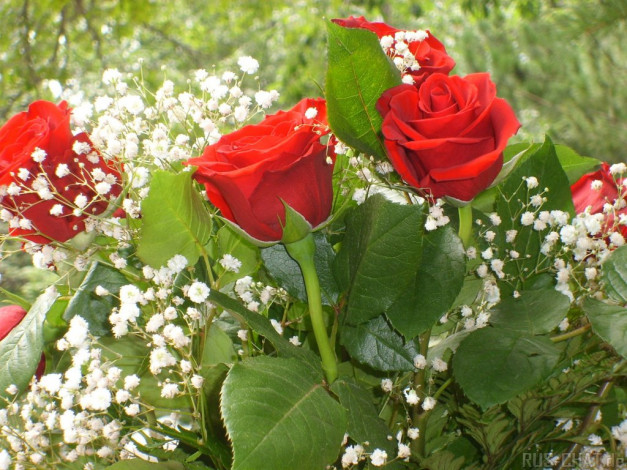 Обои картинки фото цветы, розы