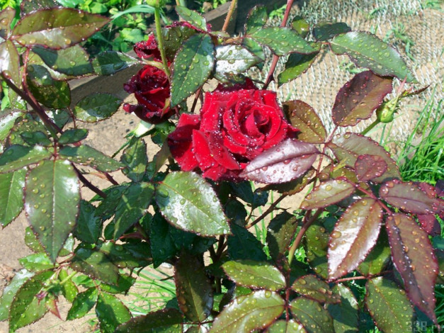 Обои картинки фото цветы, розы