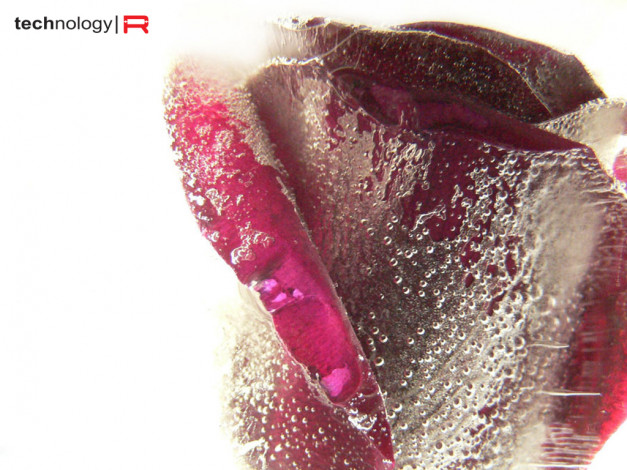 Обои картинки фото цветы, розы