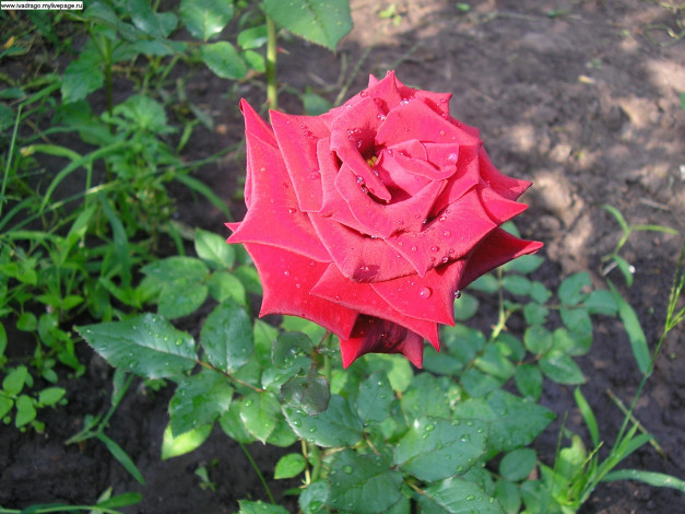 Обои картинки фото цветы, розы