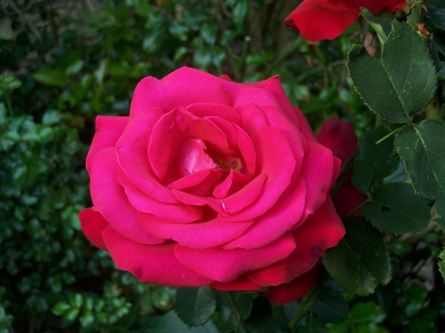 Обои картинки фото цветы, розы