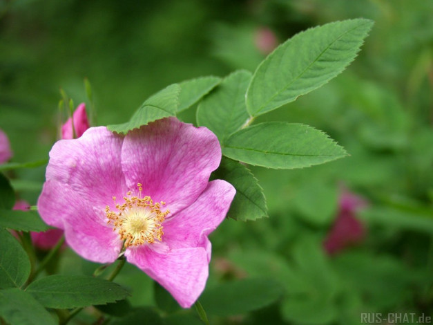 Обои картинки фото цветы, шиповник