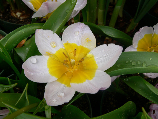 Обои картинки фото цветы, тюльпаны