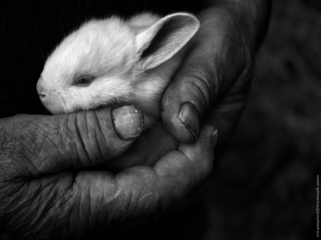 Обои картинки фото животные, кролики, зайцы