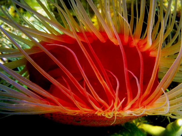 Обои картинки фото животные, морская, фауна