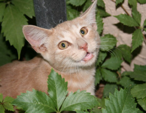 Картинка животные коты cat