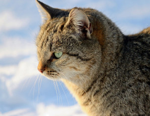 Картинка животные коты кошка кот