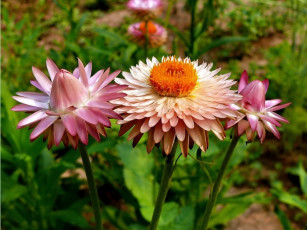 Картинка бессмертник цветы острые лепестки