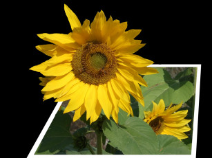 Картинка цветы подсолнухи лепестки