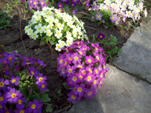 Картинка цветы примулы сиреневые весенние белые синие