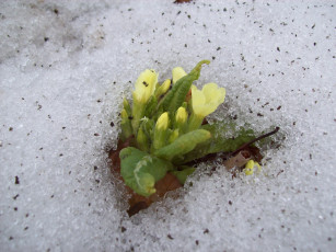 Картинка цветы примулы снег листья