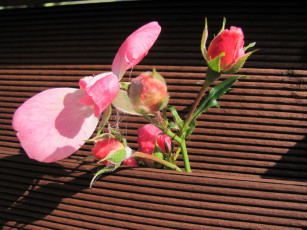 Картинка цветы розы