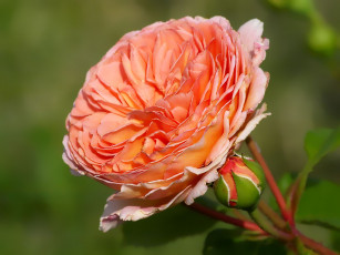 Картинка цветы розы макро лепестки