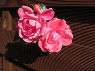 Картинка цветы розы розовые