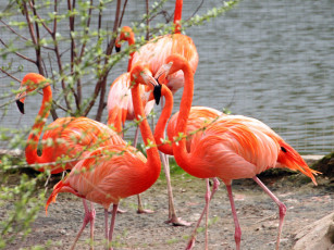 Картинка животные фламинго